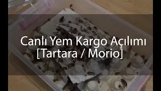 Canlı Yem Kargo Açılımı - Shelf. Tartara