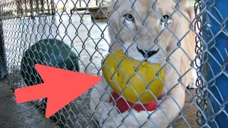 Sad Lioness Has An Incredible Reaction When She Sees Her New Neighbor