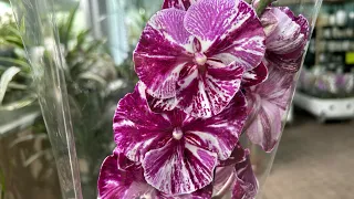 Обзор Орхидей ( Одесса садовый центр )
