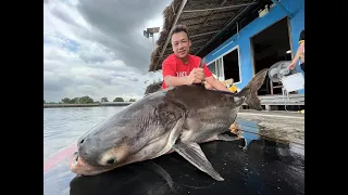 Giant Massive Mekong Catfish and Siamese Carp Fishing Thailand 2022- BKKGUY