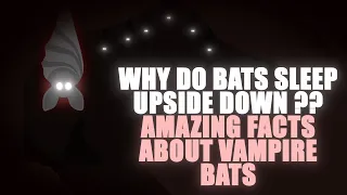 Why do Bats sleep upside down ?? | Amazing facts about Vampire Bats 4K