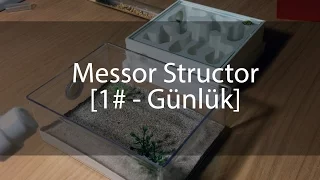 Messor Structor - Günlük 1