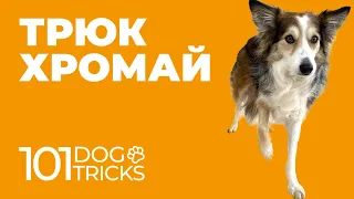 Трюк Хромай 🐩 Научить собаку идти не наступая на лапу 🐾 Как приучить щенка ходить с поднятой лапой 🐶