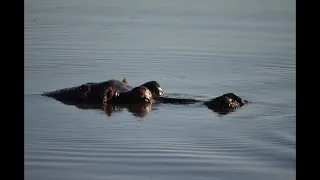 Day Trip Safari - Chobe National Park, Kasane, Botswana