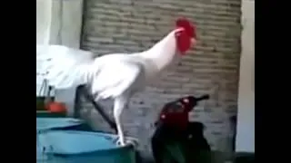 New funny animal videos compilation 2013 HD