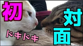 【ドキドキ】初めて先輩猫と出会った捨て子猫の反応は・・・？！