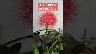 Así es la flor del lirio BOLA DE FUEGO 🔥 #shorts #plants #flowers #jardin #nature #cancún #viverito