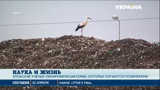 Наука и жизнь: Как человечеству выиграть борьбу с массовым загрязнением планеты пластиком?