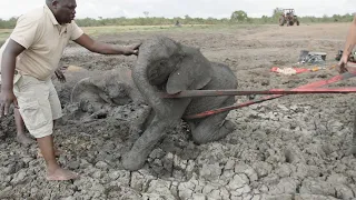 Mother and Calf Rescued from Muddy Tomb | Sheldrick Trust