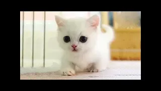 Cats and Cute Kittens overload Compilation 2018