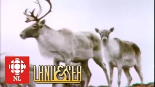 Land & Sea: The Avalon Caribou herd