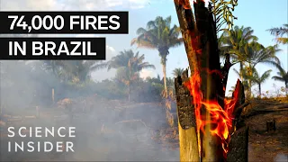 Why The Amazon Fires Are Such A Big Deal