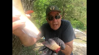 Bleed or Not To Bleed Catfish