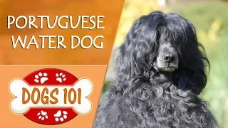 Dogs 101 - PORTUGUESE WATER DOG - Top Dog Facts About the PORTUGUESE WATER DOG
