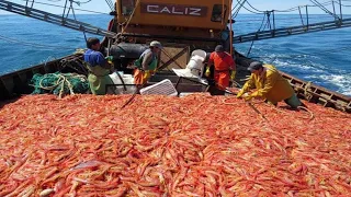 Amazing Catch Hundreds Tons of Shrimp With Modern Big Boat - Shrimp Fishing & Processing on the sea