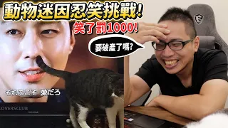 【動物迷因忍笑挑戰】笑一次捐1000!要破產了嗎?白目哈士奇偷打豬!【許伯簡芝】【有梗系列】