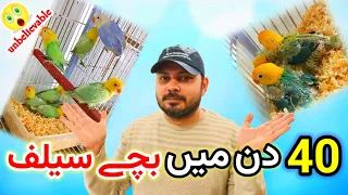 Love birds | چالیس دن میں بچے سیلف |Welcome Aviary official | Albino | creamino | palefallow | birds