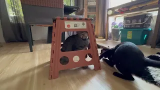 Cats playing at the stool