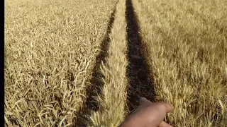 Міжряддя на пшениці (50см vs 25см)Огляд демо (Viterra Seed) перед збиранням 02.07.22!🌾🇺🇦💪