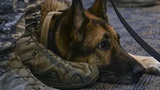 Soldatenhündin war jahrelang vom Sergeant getrennt, als sie hörte, wie er ihren Namen rief