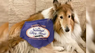 Naperville Dog joins National Dog Show Therapy Team