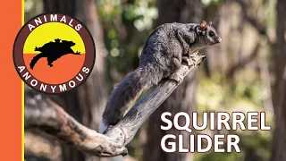 Animals Anonymous | Squirrel Glider