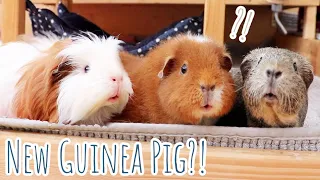 Exciting Guinea Pig News