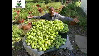 Food Survival Kit: How to grow 1,500 tomatoes!