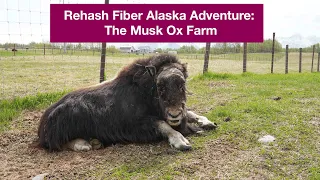 Rehash Fiber Alaska Adventures: The Musk Ox Farm