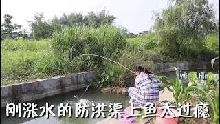 又来防洪渠钓鱼，这里是通向一条大河的，前几天刚涨水，下杆又是秒黑漂