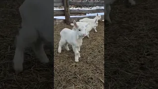 Приехали домой, а хозяйство удвоилось!🐐Показываю прибавление: козёл хорошо постарался.😀Белые двойни🐐