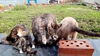 Котяра, кошка, котик, cat, kitten, милые котята.