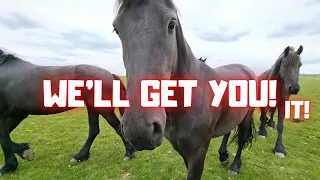 I am being attacked by the horses. How is Queen👑Uniek after losing her foal? | Friesian Horses