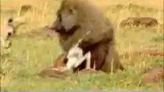 gazelle vs baboon