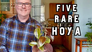 Level-up your Hoya game with 5 unique plants, Ep. 4