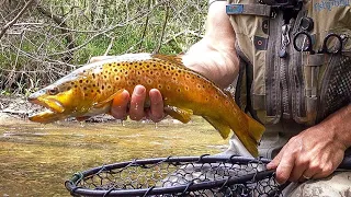 Michigan Trout Fishing (NO TALKING) | Brown Trout Fishing a TINY Creek