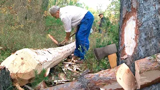Cutting a pine tree with an axe. Guided fall, peeling and transportation on horseback