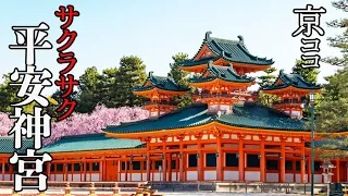 【京都おすすめ】サクラサク 平安神宮2022【京のココ見といやす】【京都観光旅行】