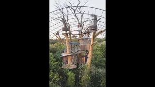 My Favorite Airbnb Treehouses!