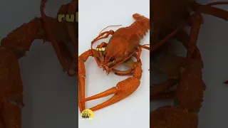 Do Lobsters Feel Pain When Boiled Alive?