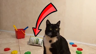 Смешные коты видео| Кефирный кот. Котики развлекаются| Cat videos. Cats funny Прикольное видео