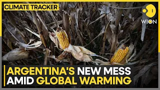 Argentina: Leafhopper bug plagues corn fields in country | WION Climate Tracker