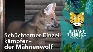 ETC Podcast: Der Mähnenwolf und sein Mentor | Elefant, Tiger & Co. | MDR