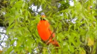 Male Cardinal Sings His Heart Out! 3-18-'14