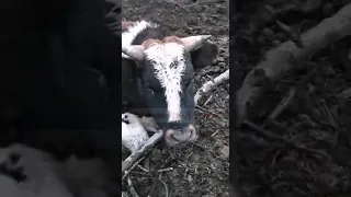 «Концлагерь для скота»: в селе на Николаевщине фермера обвинили в издевательствах над животными