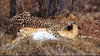 Antelope pretended to be dead. The impala deceived a hyena and a cheetah / Unique footage