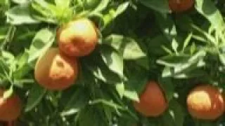 Seville's leftover oranges turned into electricity