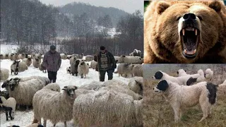 Medvjed Napao Ovce i Čobana na Snijegu,Psi ih Spasili.2022.