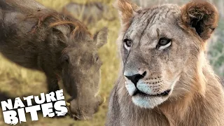 Can A Baby Warthog Escape Lioness Hunt? | Nature Bites