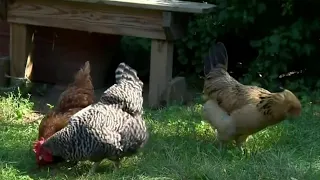 Sterling Heights debates allowing backyard chicken coops